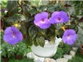 achimenes
